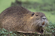 Nutria (Myocastor coypus) emerging from swamp, Lake Martin, Louisiana, native to South America and introduced to Europe, Asia and North America, considered an invasive pest in wetland areas