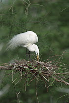 Great Egret (Casmerodius albus) adult building nest, southern Louisiana