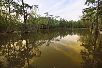 Bald Cypress (Taxodium distichum) and Tupelo (Nyssa aquatica) forest with reflection, spring, Atchafalaya River Swamp, Louisiana