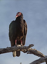 Turkey Vulture (Cathartes aura) perched on snag over wetlands, Merritt Island National Wildlife Refuge, Florida