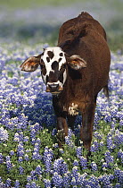 Portrait of calf in meadow of Texas Bluebonnets (Lupinus texensis), North America