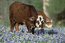 Domestic Cattle (Bos taurus) calf walking in meadow of Texas Bluebonnets (Lupinus texensis), North America