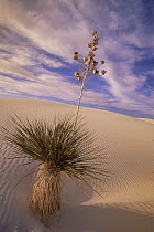 Soaptree Yucca (Yucca elata) growing in gypsum sand dunes, White Sands National Park, New Mexico