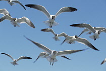 Laughing Gull (Leucophaeus atricilla) flock flying over Atlantic Ocean, near Hatteras Island, North Carolina