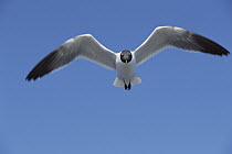 Laughing Gull (Leucophaeus atricilla) flying over Atlantic Ocean, near Hatteras Island, North Carolina