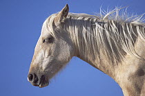 Mustang (Equus caballus) portrait of young palomino mare sleeping while standing, Pryor Mountain Wild Horse Range, Montana