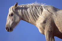 Mustang (Equus caballus) portrait of young palomino mare sleeping while standing, Pryor Mountain Wild Horse Range, Montana