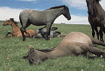 Mustang (Equus caballus) family band loafing in the sun, alpine meadow, Pryor Mountain Wild Horse Range, Montana