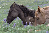 Mustang (Equus caballus) pair of young fillies resting in summer grass, Pryor Mountain Wild Horse Range, Montana