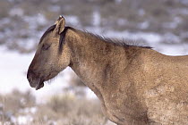 Mustang (Equus caballus) mare sleeping while standing, winter, Pryor Mountain Wild Horse Range, Montana