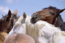 Mustang (Equus caballus) group of bachelor stallions sleeping while standing, summer, Wyoming