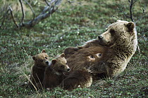 Grizzly Bear (Ursus arctos horribilis) mother nursing her spring cubs, Denali National Park and Preserve, Alaska