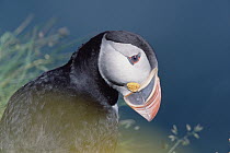 Atlantic Puffin (Fratercula arctica) close-up portrait showing color of bill which is brightest during the summer breeding season, Newfoundland, Canada