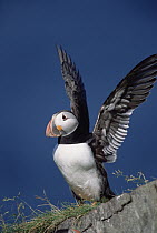 Atlantic Puffin (Fratercula arctica) portrait of adult flapping wings and puffing up chest during summer breeding season, Newfoundland, Canada