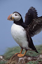 Atlantic Puffin (Fratercula arctica) close-up portrait of adult flapping wings and puffing up chest during summer breeding season, Newfoundland, Canada