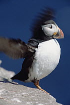 Atlantic Puffin (Fratercula arctica) close-up portrait of adult flapping wings and puffing up chest during summer breeding season, Newfoundland, Canada