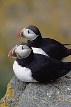 Atlantic Puffin (Fratercula arctica) portrait of pair perched on lichen-covered coastal cliff, displaying their bright breeding colors, summer, Newfoundland, Canada