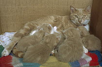 Female Cat (Felis catus) with nursing kittens, in box owned by Inuit family, Labrador, Newfoundland, Canada