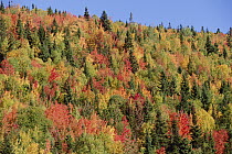 Changing autumn foliage on mountain slope, Gaspesie National Park, Gaspesie Peninsula, Quebec, Canada