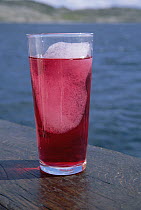 Lemonade in glass, with chunks of iceberg ice, lately considered a delicacy aboard boats, Labrador Sea, Labrador, Canada
