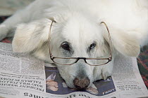 Domestic Dog (Canis familiaris) white male, looking bored with reading glasses and newspaper
