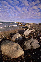 Glacial boulders on beach, summer morning, Gros Morne National Park, Gulf of St Lawrence, Newfoundland, Canada