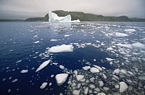 Iceberg breaking up and releasing pieces of ice called bergy bits which float and melt, late summer season, Saglek Fjord, Newfoundland, Canada