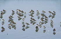 Semipalmated Sandpiper (Calidris pusilla) group wading and feeding in brackish pond during fall migration, Bay of Fundy, Atlantic Ocean, New Brunswick, Canada