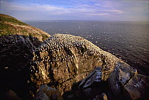 Northern Gannet (Morus bassanus) breeding colony on seastack and shore, summer evening, Cape St Mary's Ecological Reserve, Newfoundland, Canada