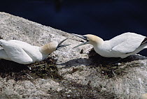 Northern Gannet (Morus bassanus) pair aggressively defending their territory in breeding colony, summer, Newfoundland, Canada