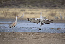 Sandhill Crane (Grus canadensis) pair posturing and dancing prior to departure for northern nesting grounds, spring, Bosque del Apache National Wildlife Refuge, New Mexico