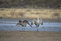 Sandhill Crane (Grus canadensis) pair posturing and dancing prior to departure for nesting grounds up north, spring, Bosque del Apache National Wildlife Refuge, New Mexico