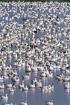 Snow Goose (Chen caerulescens) large flock resting on shallow lake, early spring, wintering grounds, Bosque del Apache National Wildlife Refuge, New Mexico