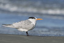 Royal Tern (Thalasseus maximus) on beach, spring, Gulf of Mexico, Padre Island National Seashore, Texas