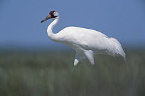 Whooping Crane (Grus americana) in marsh at wintering grounds, Gulf of Mexico, Aransas National Wildlife Refuge, Texas