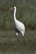 Whooping Crane (Grus americana) in marsh grass at wintering grounds, Gulf of Mexico, Aransas National Wildlife Refuge, Texas