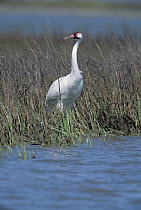 Whooping Crane (Grus americana) at wintering grounds, Gulf of Mexico, Aransas National Wildlife Refuge, Texas