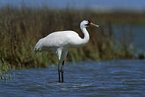 Whooping Crane (Grus americana) in marsh waters at wintering grounds, Aransas National Wildlife Refuge, Texas