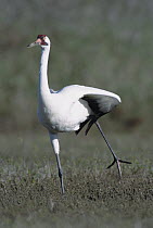 Whooping Crane (Grus americana) male stretching wing at wintering grounds, Gulf of Mexico, Aransas National Wildlife Refuge, Texas