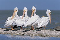 American White Pelican (Pelecanus erythrorhynchos) flock on gravel bar, spring, Gulf of Mexico, Aransas National Wildlife Refuge, Texas