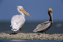 American White Pelican (Pelecanus erythrorhynchos) and Brown Pelican (Pelecanus occidentalis), North America