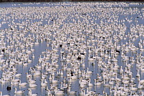 Snow Goose (Chen caerulescens) huge flocks roost on shallow lake in wintering grounds, early spring, Bosque del Apache National Wildlife Refuge, New Mexico