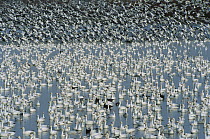 Snow Goose (Chen caerulescens) flocks on lake with birds taking flight at wintering grounds, early spring, Bosque del Apache National Wildlife Refuge, New Mexico