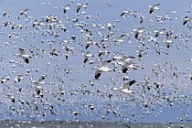 Snow Goose (Chen caerulescens) huge flocks flying at wintering grounds, spring, Bosque del Apache National Wildlife Refuge, New Mexico