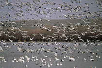 Snow Goose (Chen caerulescens) huge flocks flying at wintering grounds, spring, Bosque del Apache National Wildlife Refuge, New Mexico