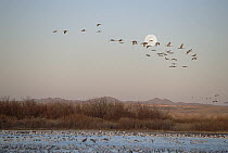 Snow Goose (Chen caerulescens) flock swimming in lake at sunset with Sandhill Cranes (Grus canadensis) flock flying across full moon, spring, wintering grounds, Bosque del Apache National Wildlife Ref...