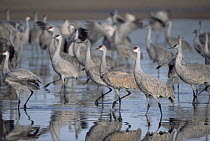 Sandhill Crane (Grus canadensis) in pond prior to departure for nesting grounds up north, spring, Bosque del Apache National Wildlife Refuge, New Mexico