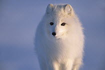 Arctic Fox (Alopex lagopus) in spring, looking for carrion on sea ice, North Slope near Arctic Ocean, Alaska