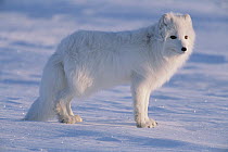 Arctic Fox (Alopex lagopus) in spring, looking for carrion on sea ice, North Slope near Arctic Ocean, Alaska