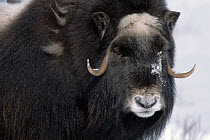 Muskox (Ovibos moschatus) in fresh snow, early spring, cow in long winter coat, North Slope, Alaska